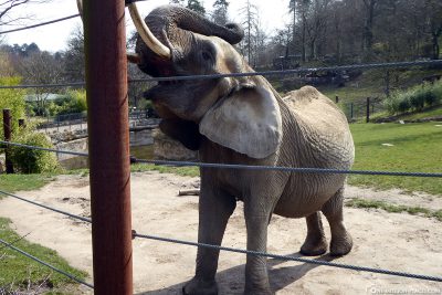 African elephant at Opel Zoo