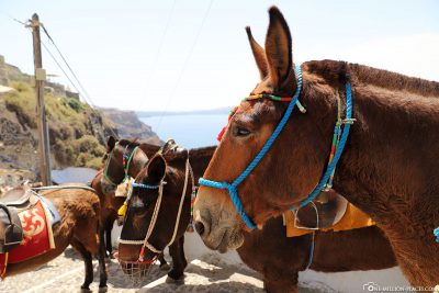 The donkeys of Fira