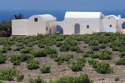 Weinanbau auf Santorini