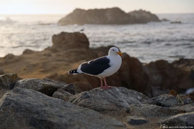 A seagull as a photo motif
