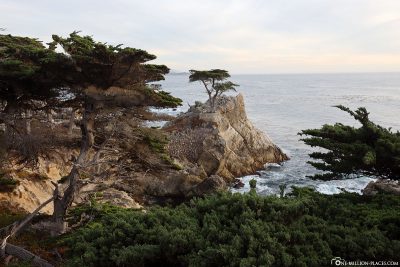 Viewpoint The Lone Cypress