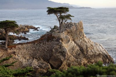 The Lonely Cypress at 17-Mile Drive