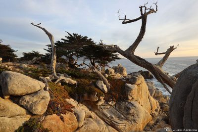 A Ghost Tree at Pescadero Point