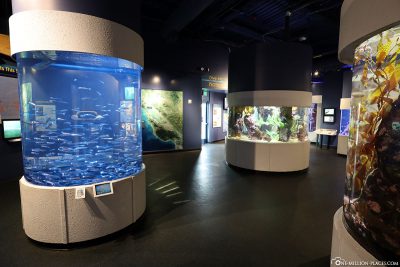 Aquarium of the Bay