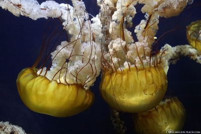 The jellyfish in the aquarium