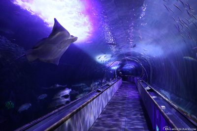 The underwater tunnel in the aquarium