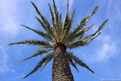 A palm tree with a blue sky