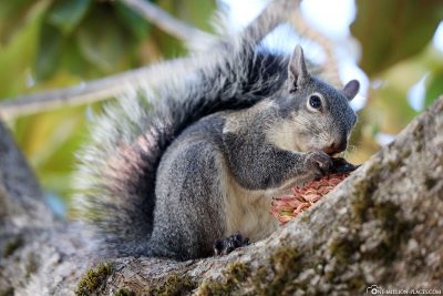 Ein graues Eichhörnchen