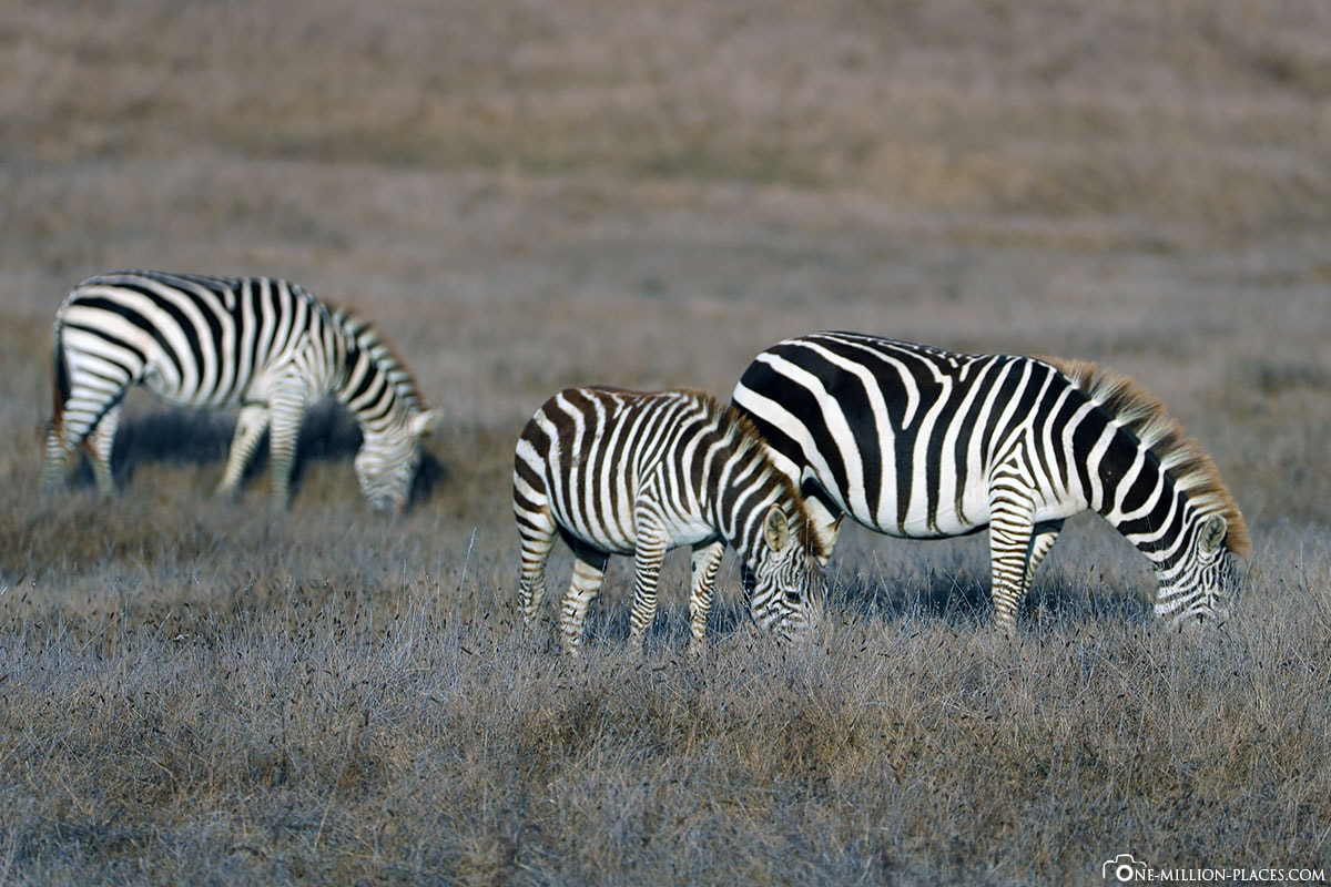 Zebra, Zebras, Zoo, Hearst Castle, California, USA