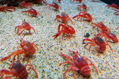Lots of red crabs