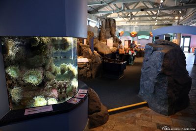 The aquarium in Monterey