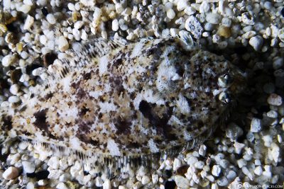 A perfectly camouflaged flounder