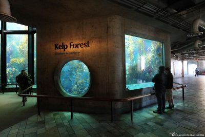 The Kelp Forest