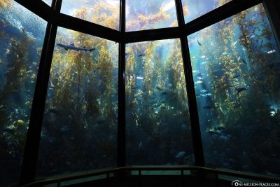 The large basin of Kelp Forest