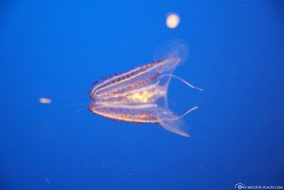 A rib jellyfish