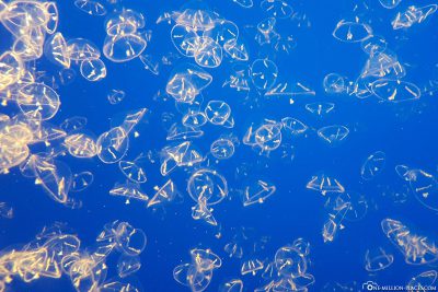 A basin full of small jellyfish