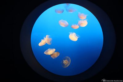 A jellyfish pool