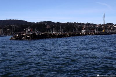 Ganz viele Seelöwen am Hafen