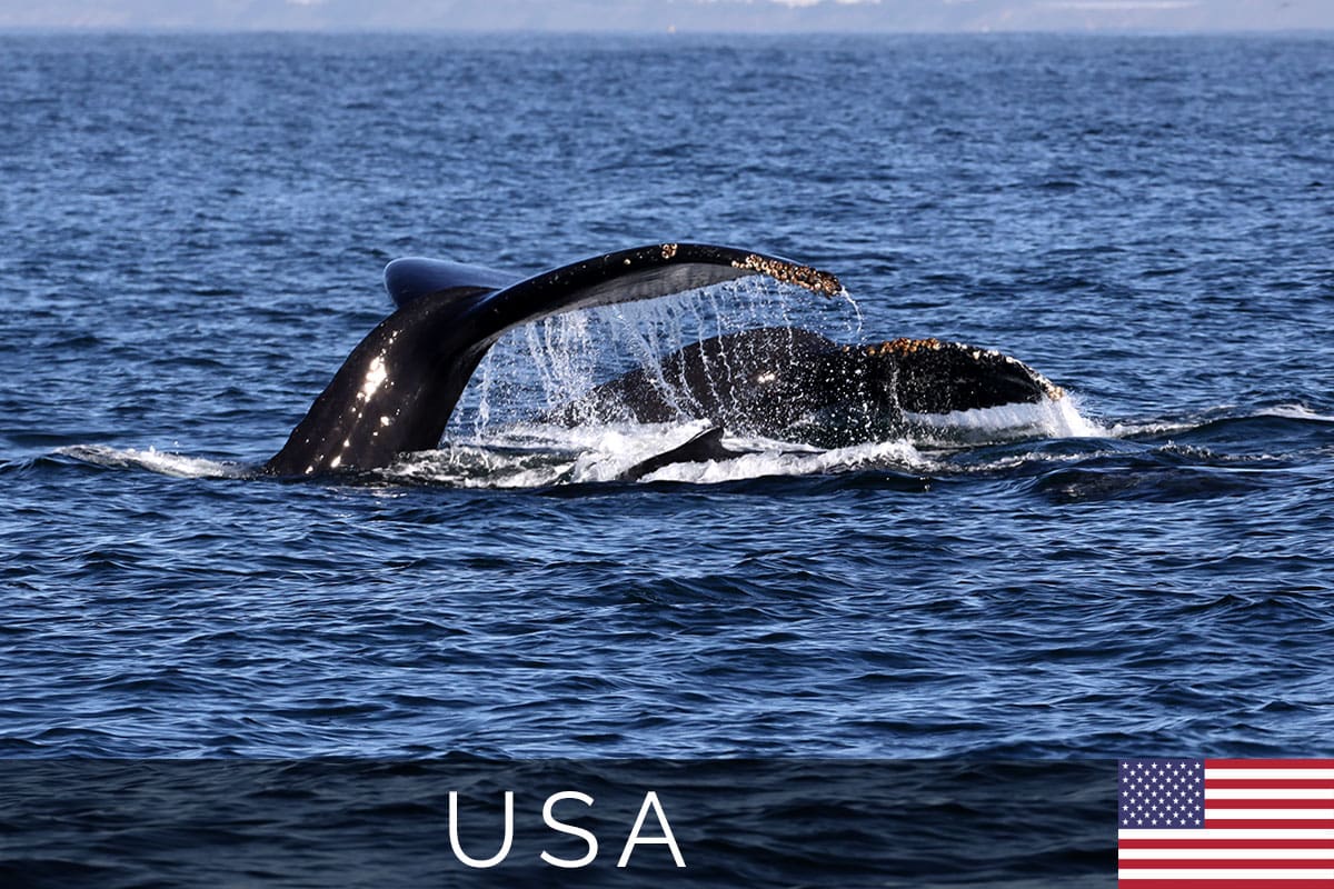 Monterey Whale Watching Titelbild