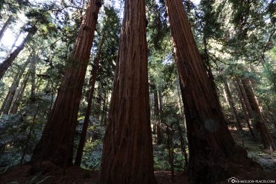The huge trees at Muir Woods