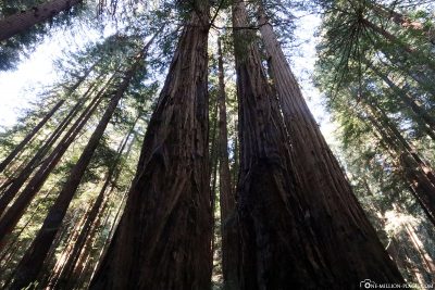The coastal sequoias of Muir Woods