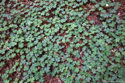 A lot of clover leaves