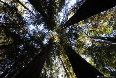 The coastal sequoias of Muir Woods
