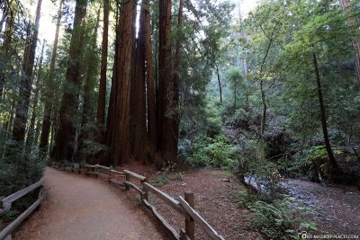The trail through the Muir Woods