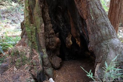 A hollowed-out tree