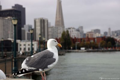 A seagull at the pier
