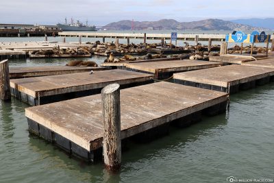 The pontoons for the sea lions