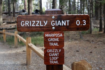 Weg zum Grizzly Giant