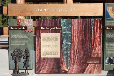 Infotafel über die Giant Sequoias