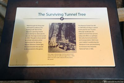 Infotafel am Tunnel Tree