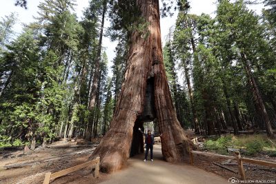 Der California Tunnel Tree im Mariposa Groove