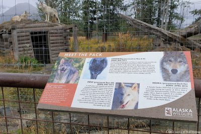 The enclosure of wolves