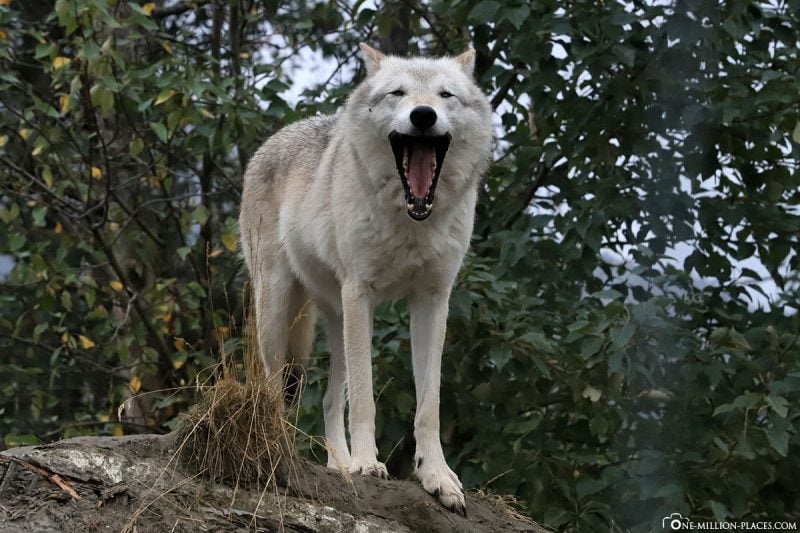Anchorage Seward Highway & Alaska Wildlife Center (USA)