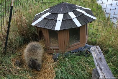 The porcupine's enclosure