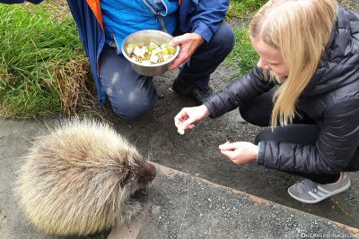Feeding the porcupine