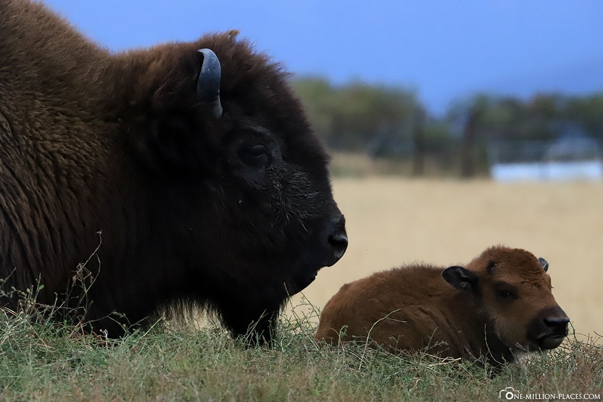 American Bison, Young, Alaska, USA, Anchorange, Travelreport