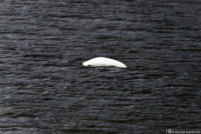 A White Whale (Beluga)