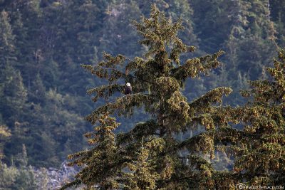 Ein Weißkopfseeadler im Baum