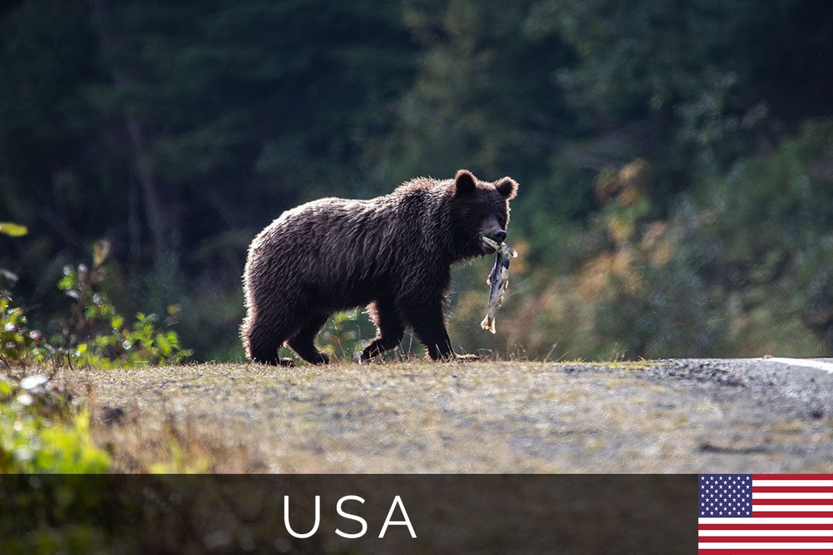 Titelbild, Bärenbeobachtung, Haines, Alaska, USA, Princess Cruises Ausflug, Alaska Nature & Wildlife Expedition, Reisebericht