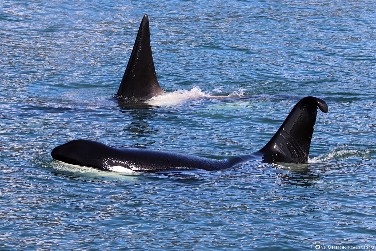 2 Orcas, Killer Whales, Whale Watching Juneau, Killer Whales, Orcas, Day Trip, Princess Cruise, Alaska, USA, Travel Report