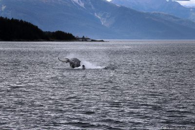 Ein springender Buckelwal
