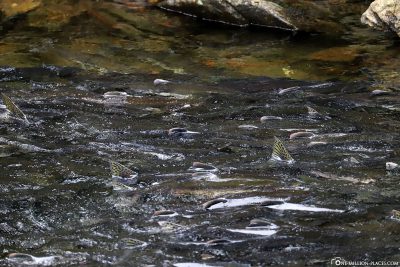 Countless salmon in the river