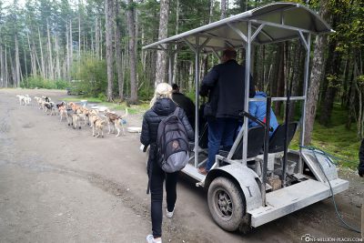Entry into the dog sled