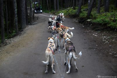 Dog Mushing - Der Nationalsport Alaskas