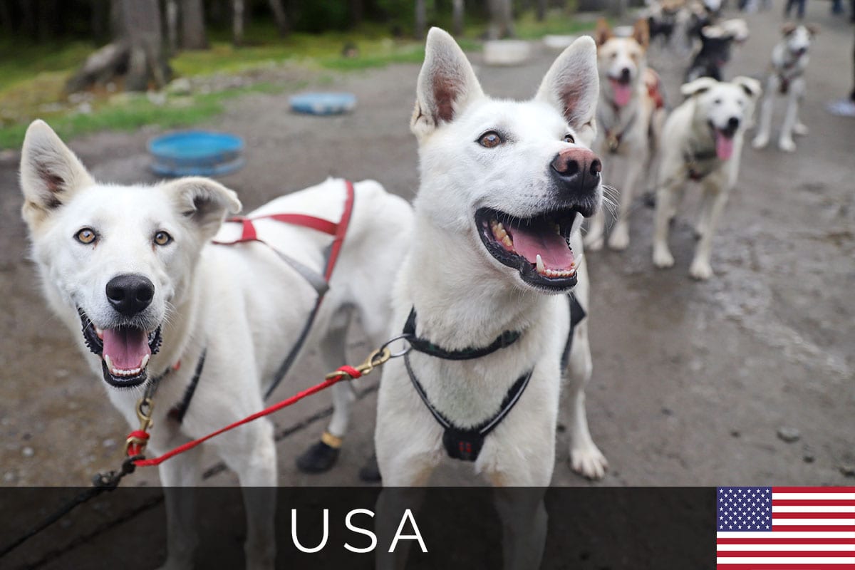 Titelbild, Skagway, Hundeschlitten Tour, Husky, Alaska, USA, Reisebericht, Princess Kreuzfahrt