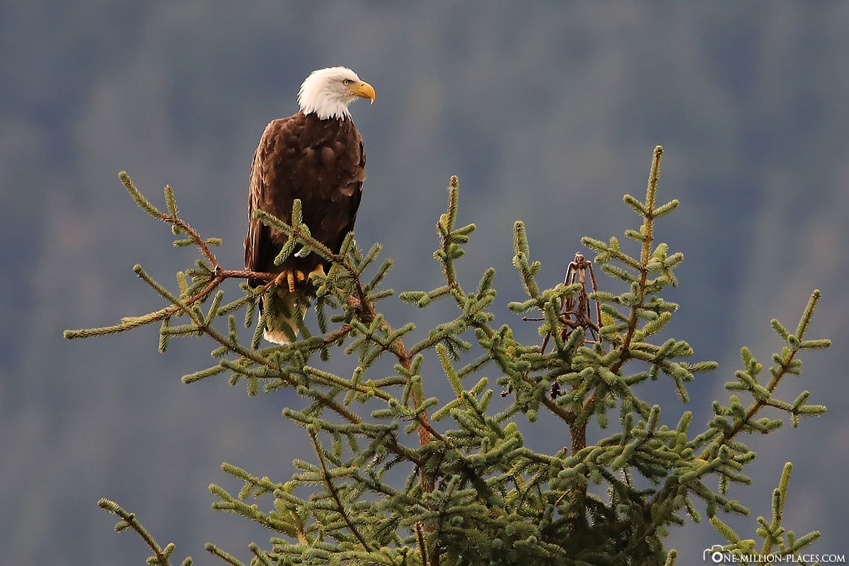Bald Eagle, Mendenhall Glacier, Juneau, Alaska, USA, Travel Report